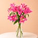 Lelies - Roze Oriental Lelies