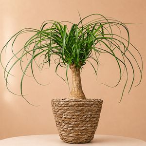 Olifantenpoot | Beaucarnea 60cm