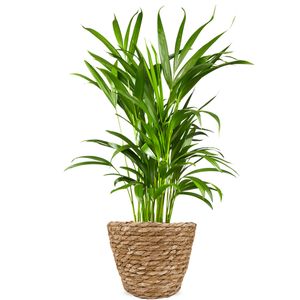 Areca palm | Goudpalm 60cm