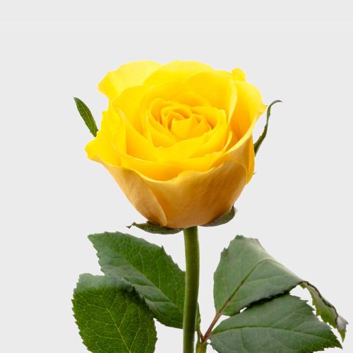 20 yellow roses 20 - (40cm) delivery roses in | Regionsflorist yellow (40cm) Germany