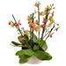 Dromerige Orchidee