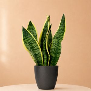 Sansevieria Futura Superba
