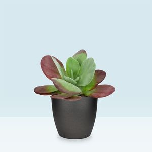 Kalanchoe thyrsiflora H15