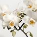 Witte orchidee Hart + gratis pot