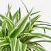 Air Purifying Plant bundle