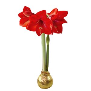 Amaryllis wax bol (goud glitter)