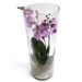 Trendy tower Phalaenopsis Orchids