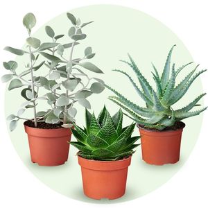 Plant succulent bundle