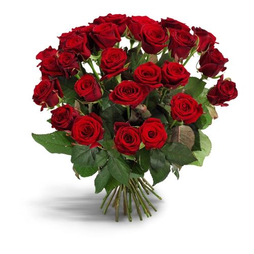 Lange rote Rosen (60 – 70cm) als Strauß gebunden
