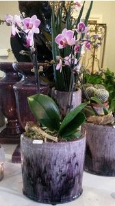Mooie orchidee op pot bij Bloemenatelier Ad Basten