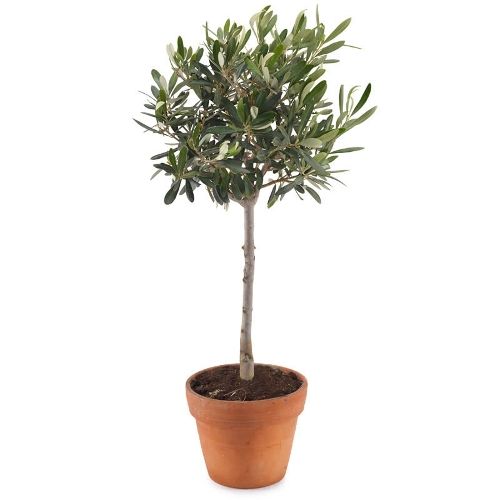 Olive tree