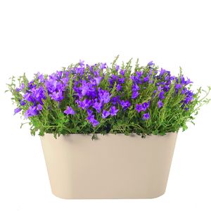 Campanula Lila + Gratis Topf Taupe