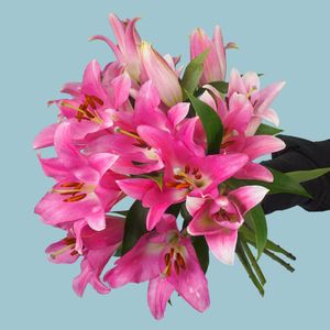 Beautiful pink lilies