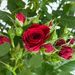 Elegant tree rose red