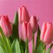 Boeket roze tulpen