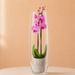 Orchidée rose 2 branches + vase