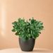 Crassula arborescens