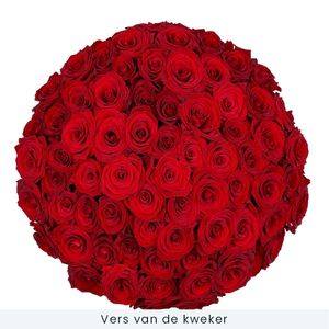70 Rode Rozen Red Naomi | Kweker