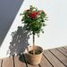 Elegant tree rose red