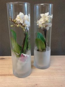 Orchideen op vaas Bloembinderij Acanthus Leeuwarden