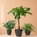 Air Purifying Plant Package