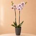 Purple spotted orchid
