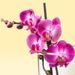 Orchidée rose 2 branches + vase