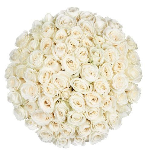 70 white roses | Florist