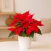Red poinsettia + free pot