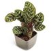 Tropical Calathea