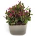 Fuchsia Cactus