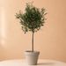 Large olive tree 100cm