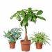 Air Purifying Plant bundle