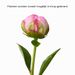 15 witte en roze pioenrozen