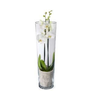 Orchidée papillon blanche + vase