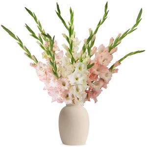 Weiße und rosa Gladiolen