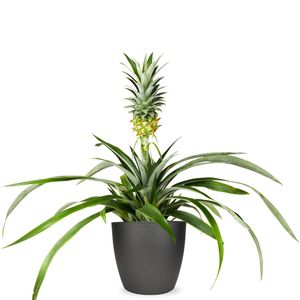 Pineapple plant | Bromelia