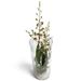 Stilvolle Oncidium Orchidee