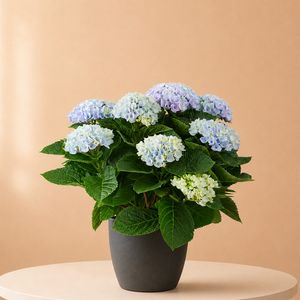 Magical Hortensia blauw