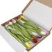 Easter Letterbox Tulip mix