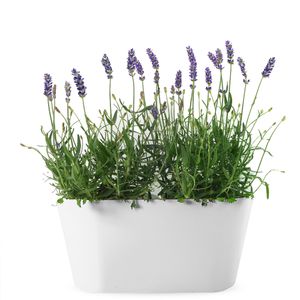 Lavendel paars + gratis duobak wit