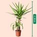 Yucca palm | Palmlily 80cm