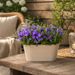Campanula lilac + free pot of taupe
