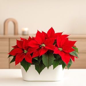 2 Red poinsettias