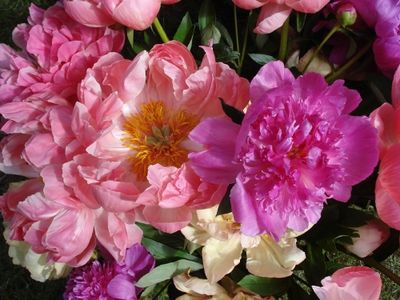 Sfeerfoto kleur van bloemenwinkel Bloemerij Rosas