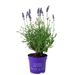 Lavendel paars + gratis duobak wit