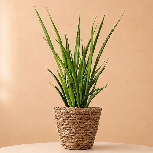 plant strelitzia nicolai White Bird of Paradise, Strelitzia Nicolai – Plant and People main image 1
