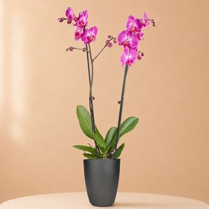Rosa Orchidee