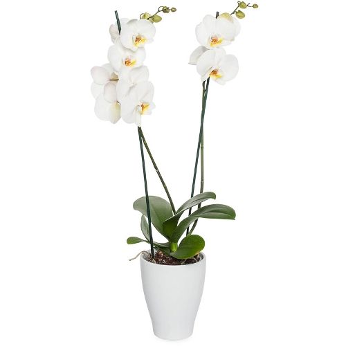 Phalaenopsis Blanc 2 branches