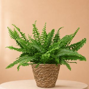 Krulvaren | Nephrolepis